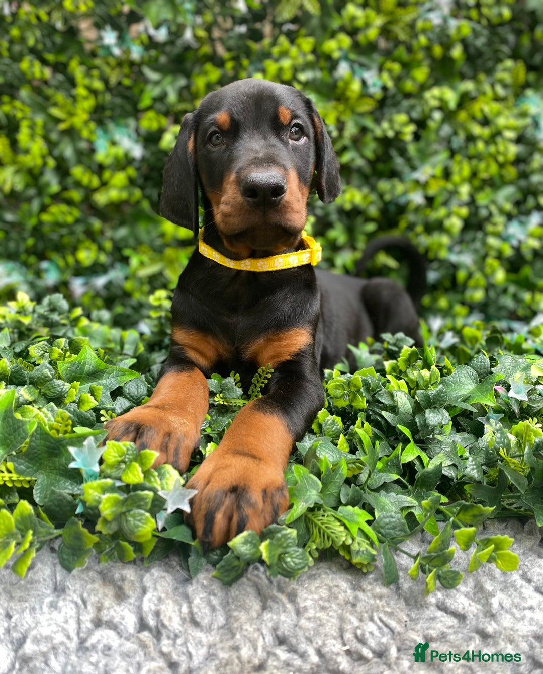 Dobermann dogs for sale: KC REGISTERED DOBERMAN ( 11 months old : Intact) - Advert 13