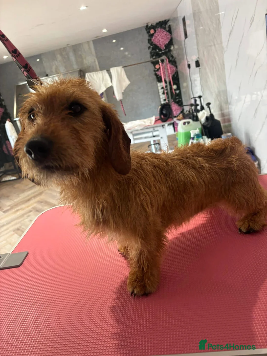 Dachshund dogs for sale: Wirehaired teckle dog  in Colne - Advert 2