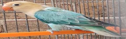 Lovebirds birds for sale: VOLIT BLUE PARBLUE PASTALINO VOILET BLUE EUWING   - Advert 3