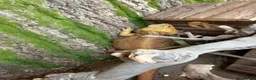 Bearded Dragon reptiles for sale: Stunning adult bearded dragons  - Advert 10