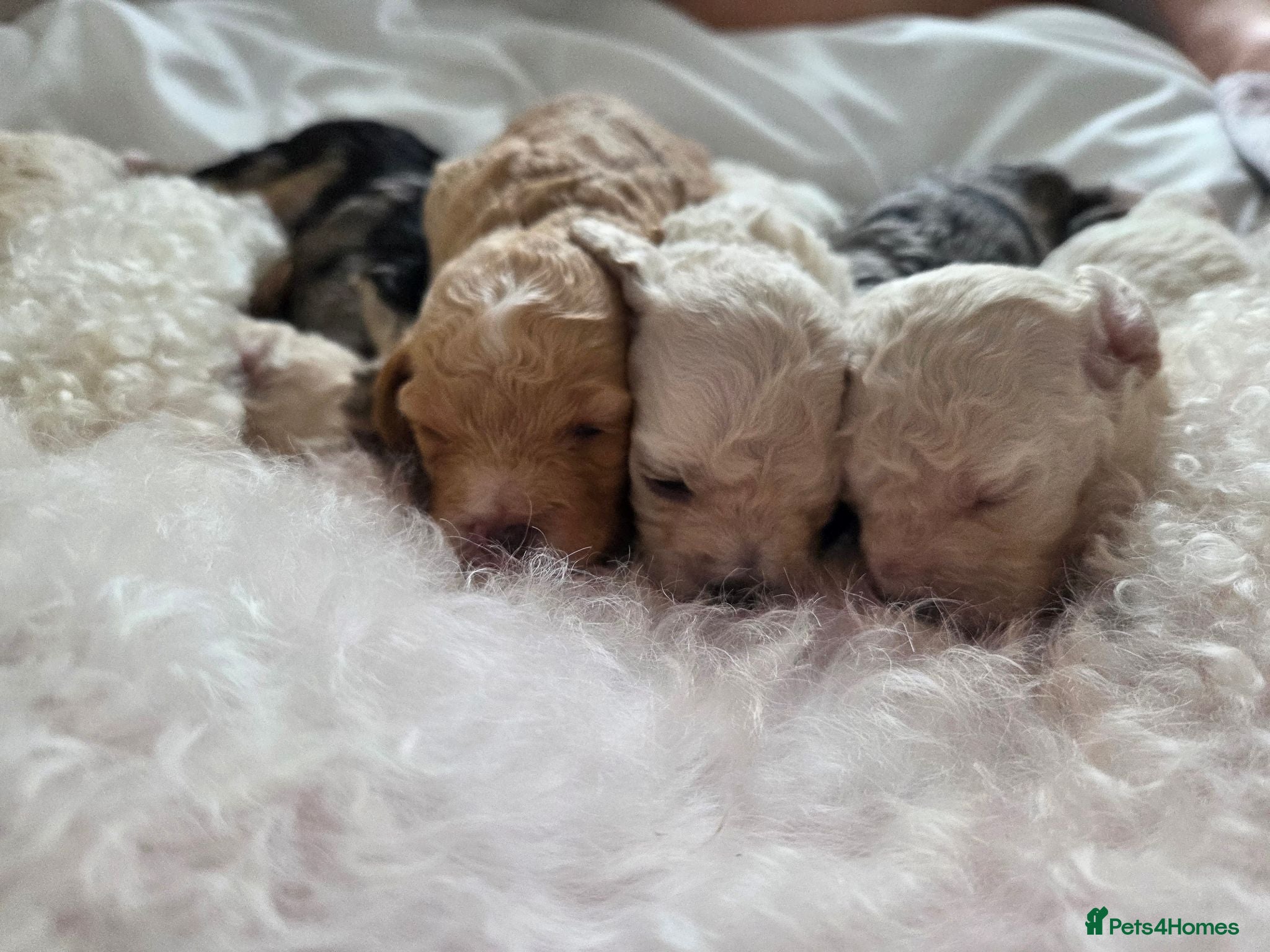 Mixed Breed dogs Beautiful cavachon x cockapoo puppies for sale - Advert 2