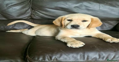 Labrador Retriever dogs - Advert 10