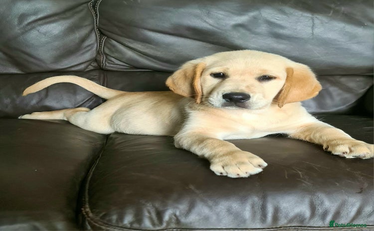 Labrador Retriever dogs - Advert 12
