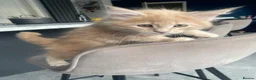 Maine Coon cats for sale: Gccf pedigree Maine coon kittens  - Advert 2