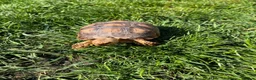 Tortoise reptiles for sale: Sulcata tortoise x2 with full set up - Advert 13