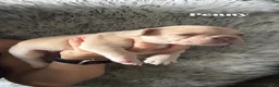 French Bulldog dogs for sale: Beautiful French Bulldog Puppies in Colchester - Advert 8
