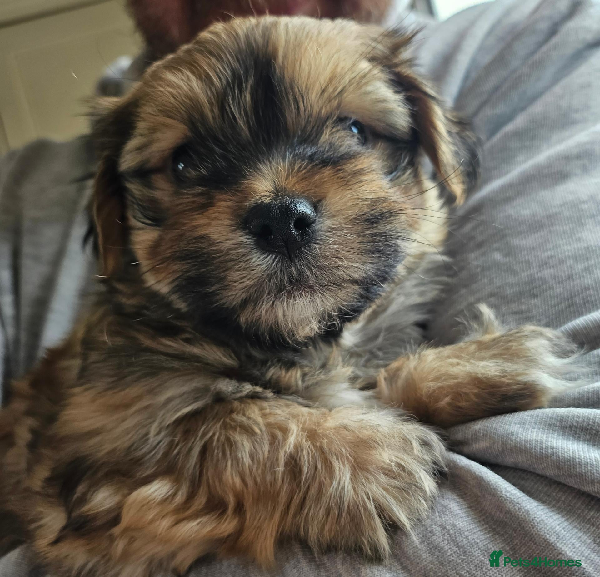 Havanese dogs KC Registered Havanese Boy  - Advert 1