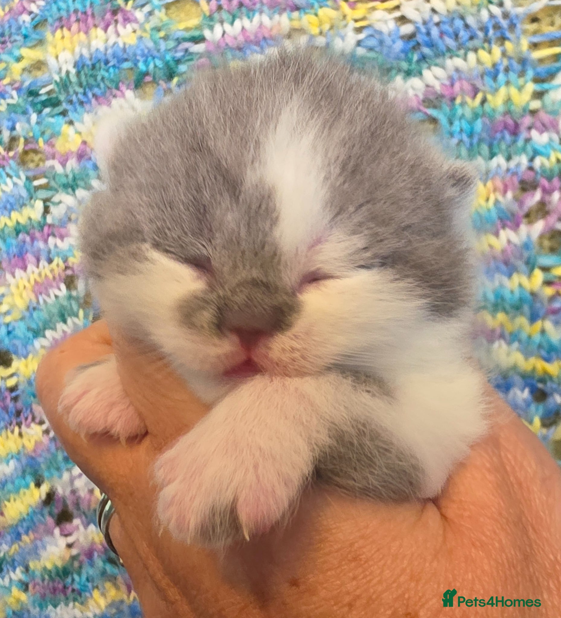 British Shorthair cats GCCF registered British shorthair kittens - Advert 1
