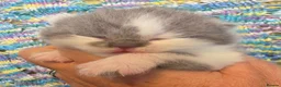 British Shorthair cats for sale: GCCF registered British shorthair kittens - Advert 1