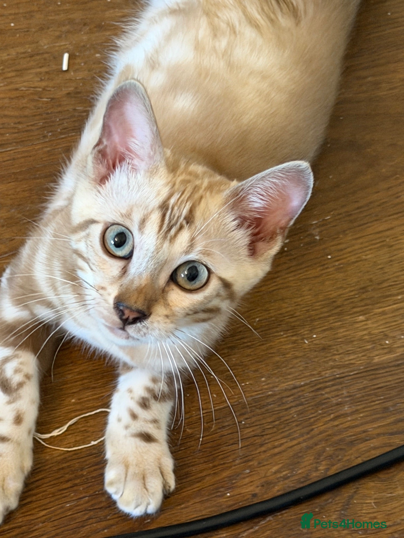 Bengal cats Last Male Snow Bengal Left 🤍 - Advert 2