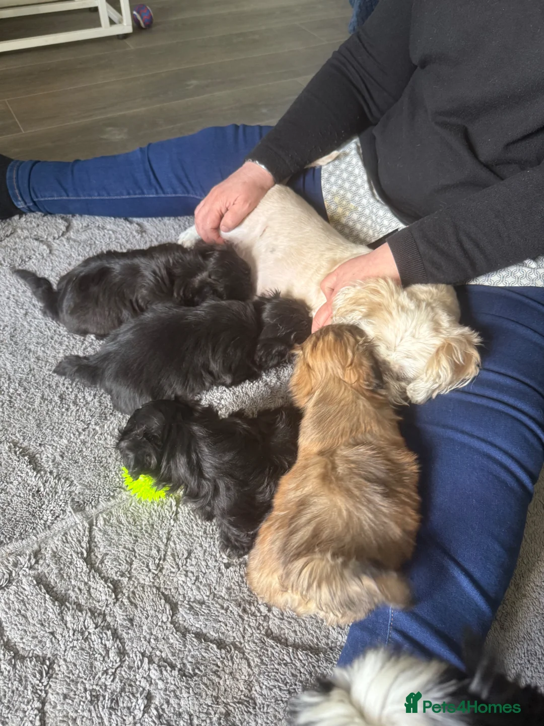 Shih Tzu dogs for sale: 5 Shih Tzu puppies  - Advert 20