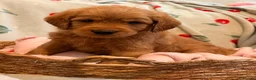 Labradoodle dogs for sale: 5 gorgeous miniature labradoodles in Broadstairs - Advert 2