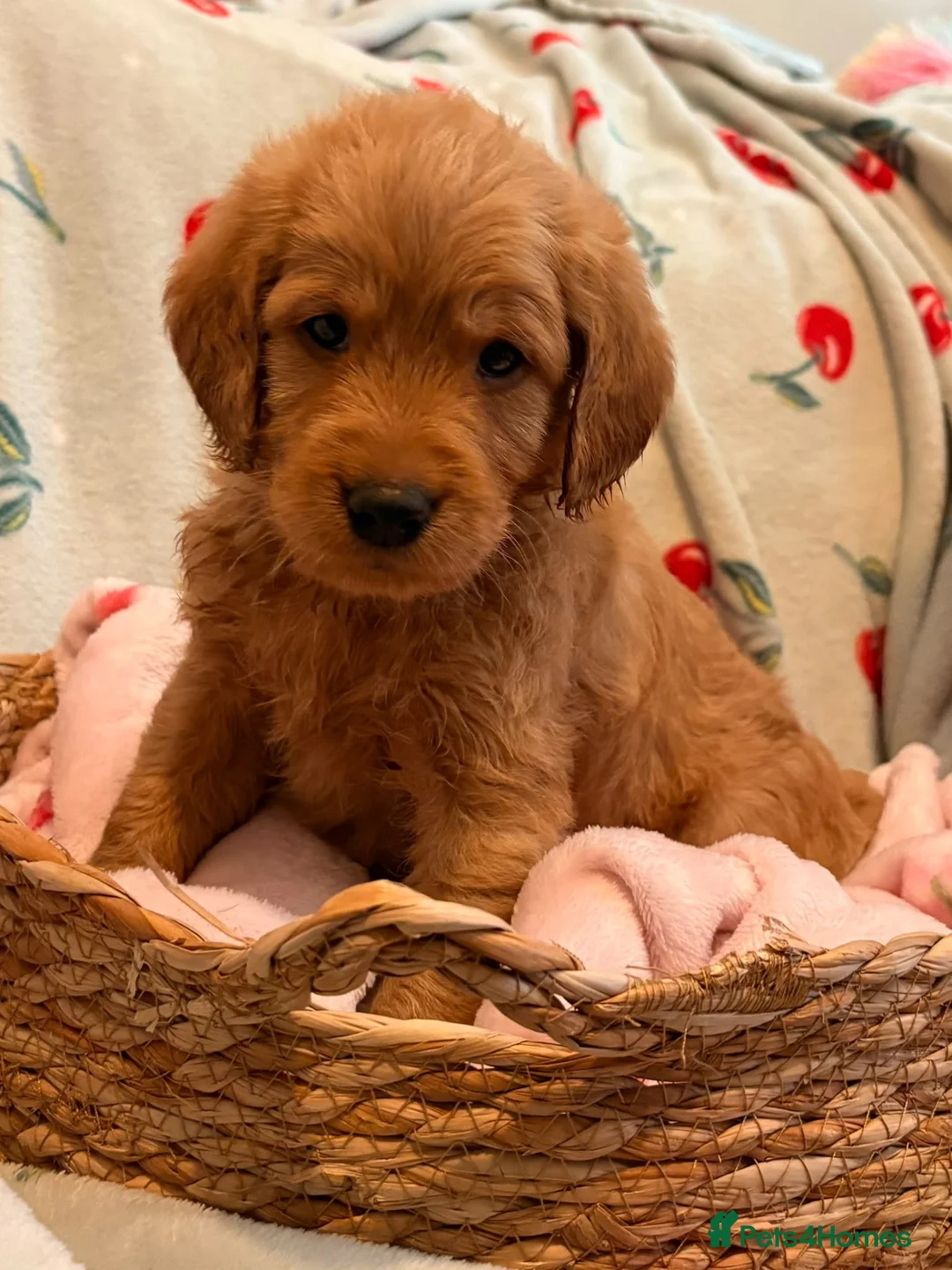 Labradoodle dogs for sale: 5 gorgeous miniature labradoodles in Broadstairs - Advert 2