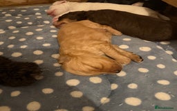 Cockapoo dogs for sale: !!!!LAST TWO MALES LEFT!!!!!  - Image 19