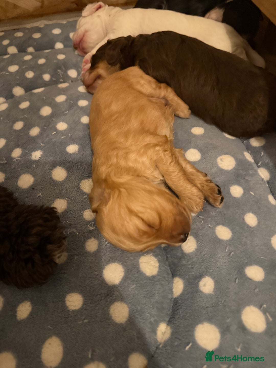 Cockapoo dogs for sale: !!!!LAST TWO MALES LEFT!!!!!  - Image 19