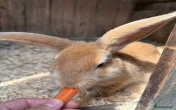 Rex rabbits for sale: Rex Lop cross female rabbit - Image 4