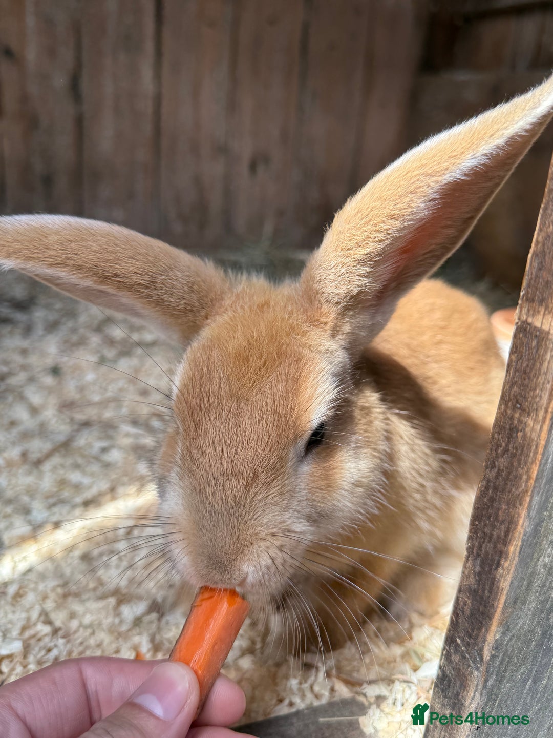 Rex rabbits for sale: Rex Lop cross female rabbit - Image 4