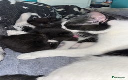 Domestic Shorthair cats for sale: 2 beautiful kittens for sale.  - Image 3
