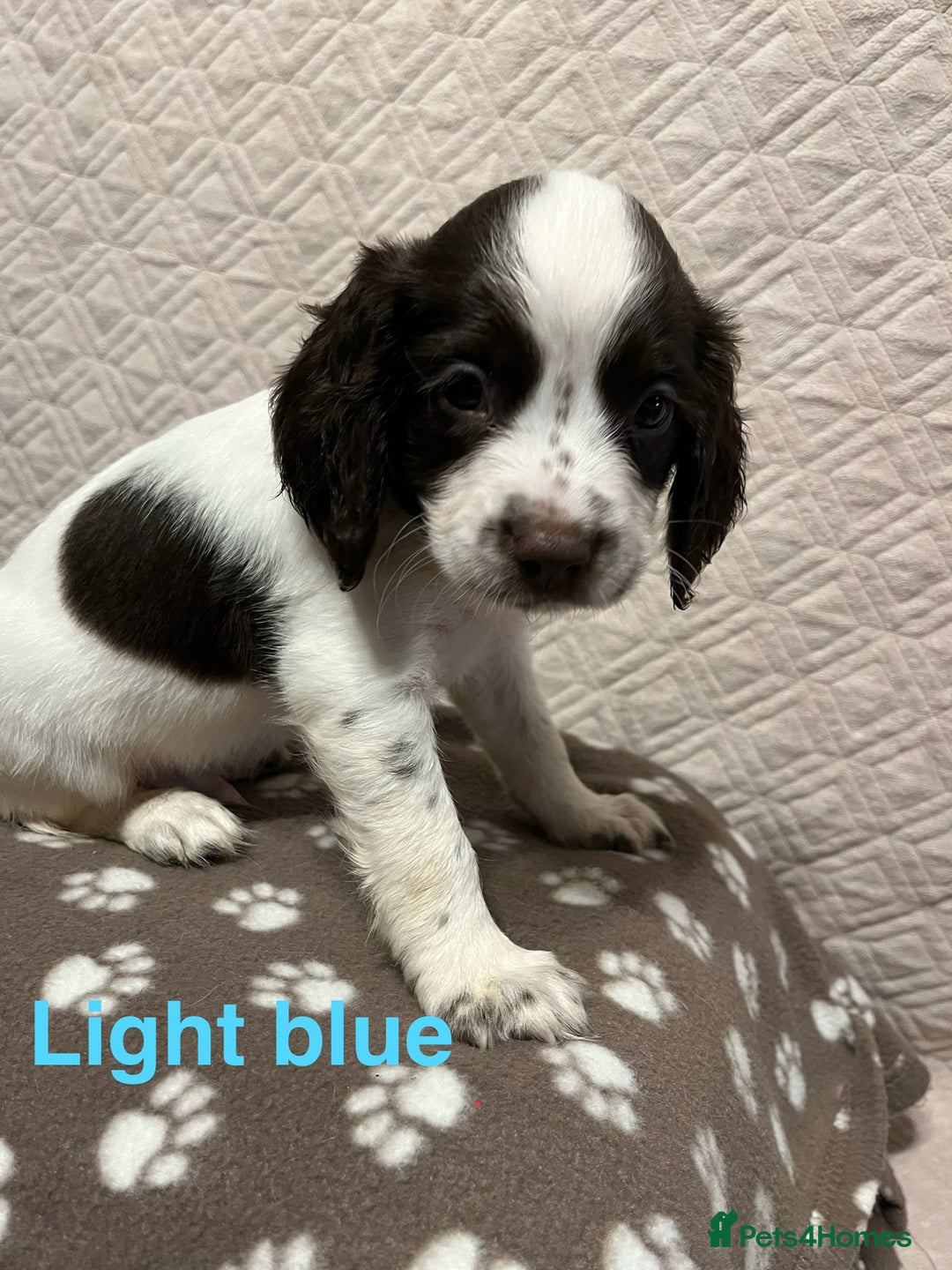 English Springer Spaniel dogs for sale: Outstanding Working Springer Spaniel Puppies  - Image 5