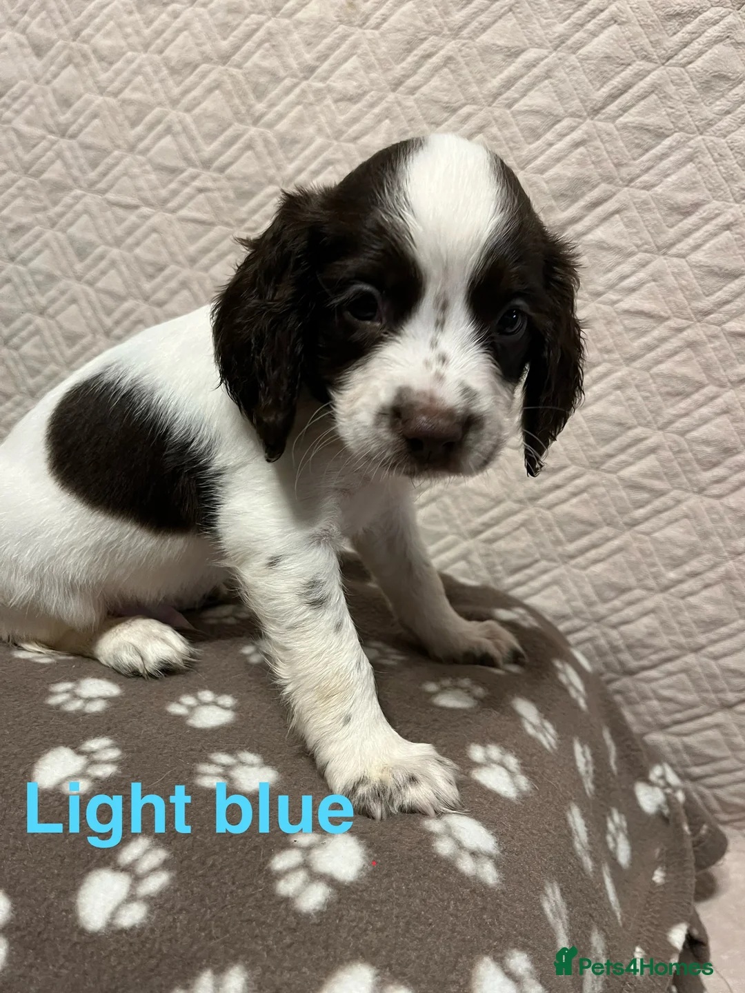 English Springer Spaniel dogs for sale: Outstanding Working Springer Spaniel Puppies  - Advert 5