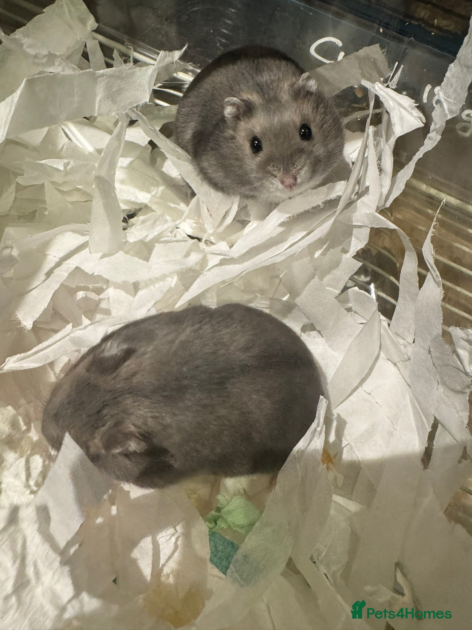 Hamster rodents Pedigree winter whites  - Advert 1