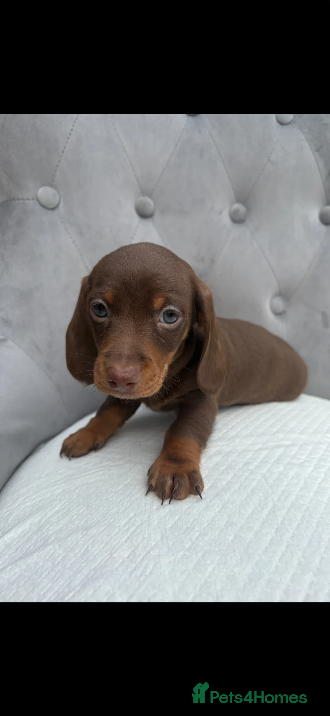 Miniature Dachshund dogs for sale: KC REG MINI DACSHUND, CARRY LONG HAIR 🧬  - Advert 2