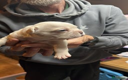 French Bulldog dogs for sale: 7 Stunning Babies ❤️💙 - Image 32