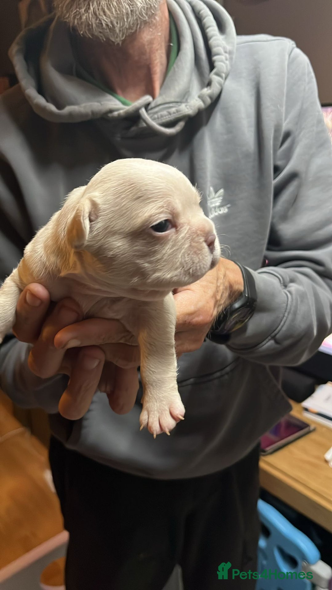 French Bulldog dogs for sale: 7 Stunning Babies ❤️💙 - Image 32