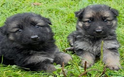German Shepherd dogs for sale: Outstanding long coat German shepherd puppies  - Image 1