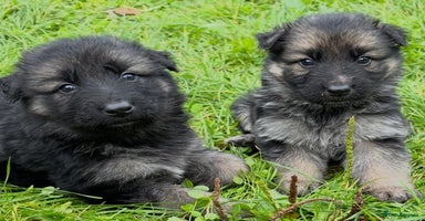 German Shepherd dogs - Advert 15