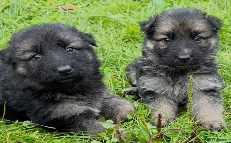 German Shepherd dogs - Advert 13