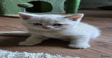 British Shorthair cats - Advert 1