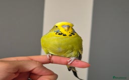 Budgerigars birds for sale: Tamed green grey cock 2025 - Image 1