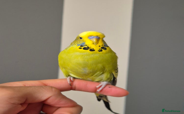 Budgerigars birds - Advert 16