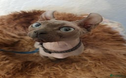 Sphynx cats for sale: Mother and daughter for rehoming  - Image 2