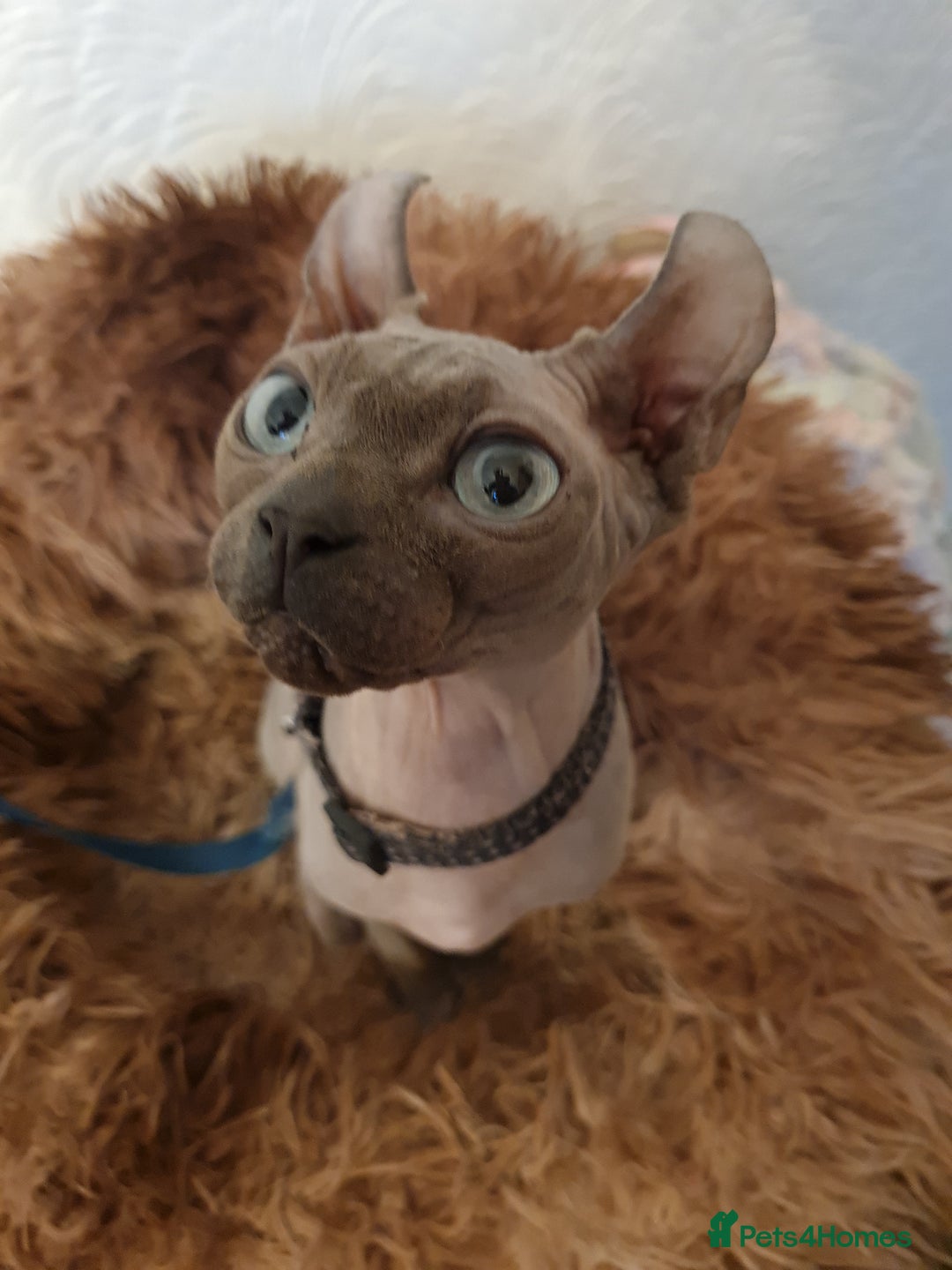 Sphynx cats for sale: Mother and daughter for rehoming  - Image 2