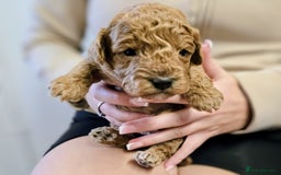 Cockapoo dogs for sale: GENUINE F1B COCKAPOO PUPPIES  - Image 24