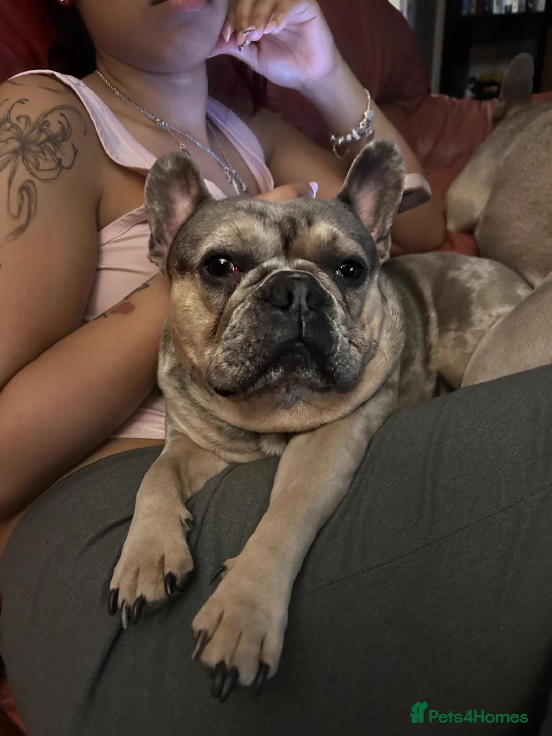 French Bulldog dogs for stud: Pablo  in London - Advert 2