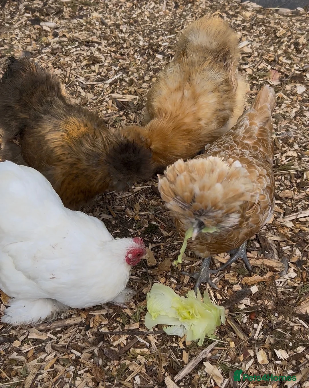 Hens poultry for sale: Silkie & Polish hens looking for new homes - Advert 2