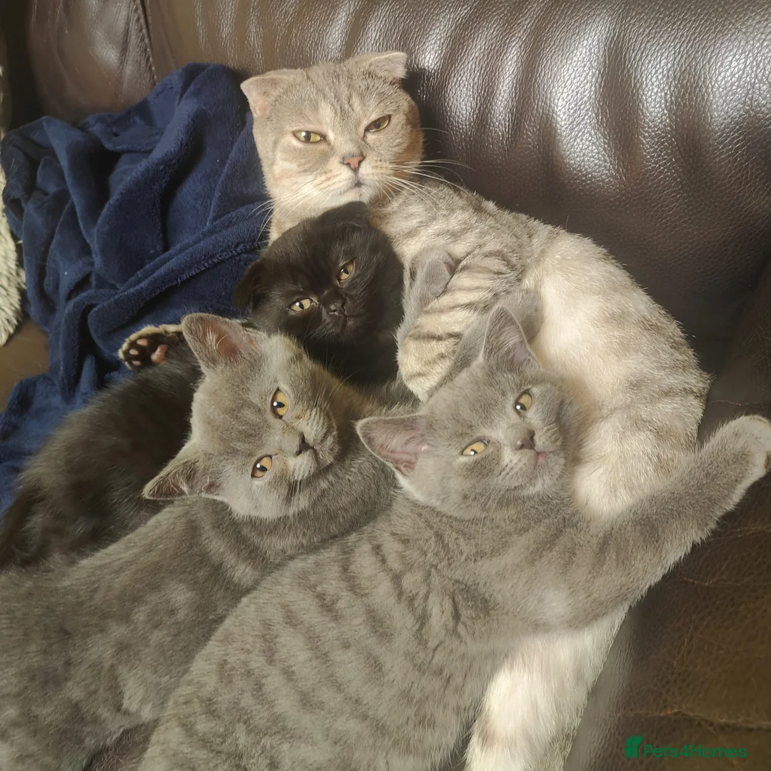 Scottish Fold cats for sale: ❤ready to leave today - Advert 5