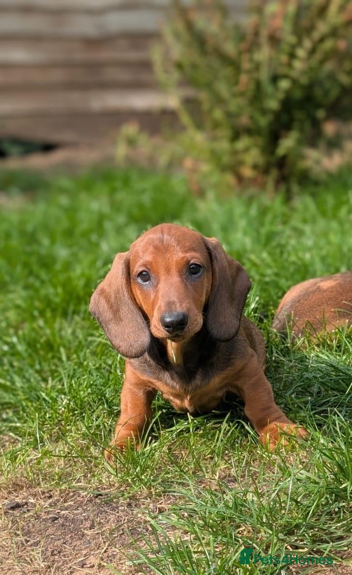 Dachshund dogs Champion Bloodline Standard Dachshund - Advert 2