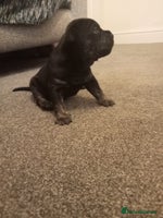 Mixed Breed dogs - Advert 8