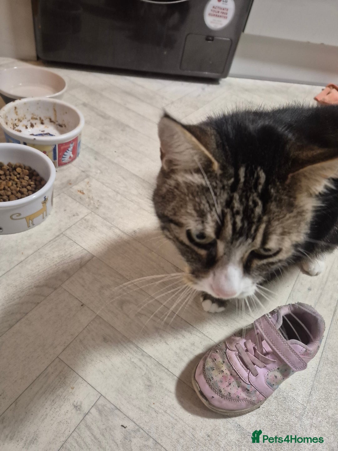 Mixed Breed cats for sale: Bella 8.5 year old cat female  - Advert 5