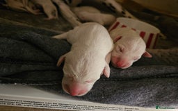 Dalmatian dogs for sale: beautiful dalmatian puppies - Advert 6