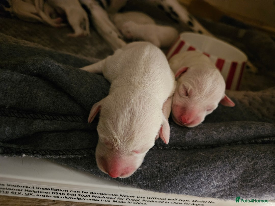 Dalmatian dogs for sale: beautiful dalmatian puppies - Advert 6