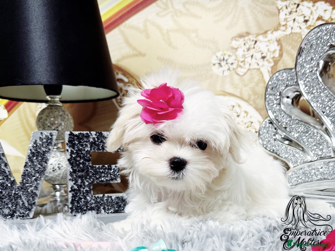 Maltese dogs for sale: Emperatrice Maltese-Korean Line Show Maltese KC Re - Advert 38
