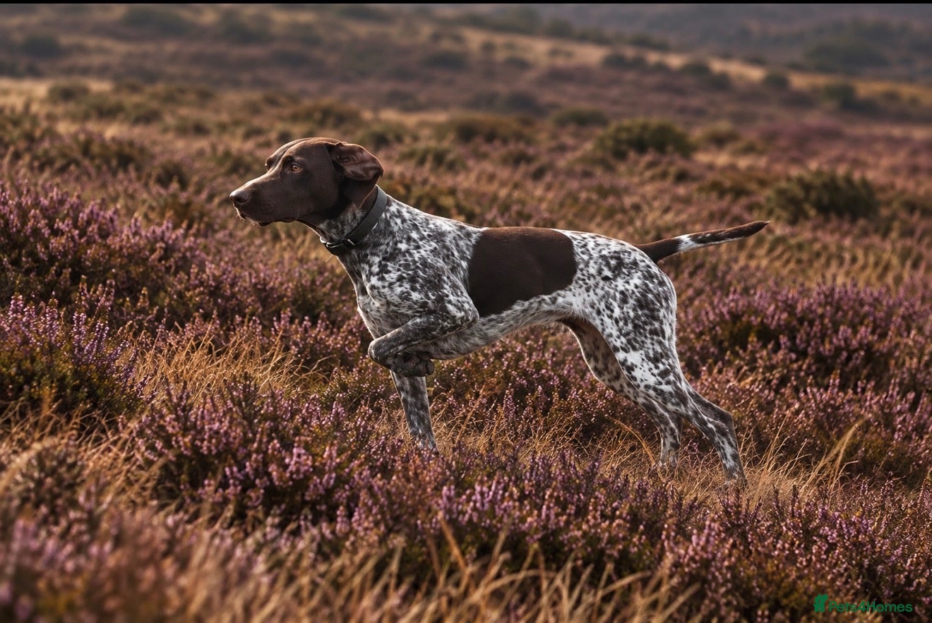 German Shorthaired Pointer dogs Outstanding versatile German Shorthaired Pointers - Advert 2