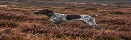 German Shorthaired Pointer dogs for sale: Outstanding versatile German Shorthaired Pointers - Advert 2