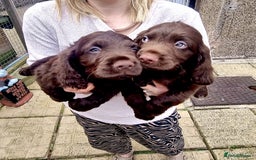 Sprocker dogs for sale: Stunning Sprocker Spaniel puppies  - Image 12