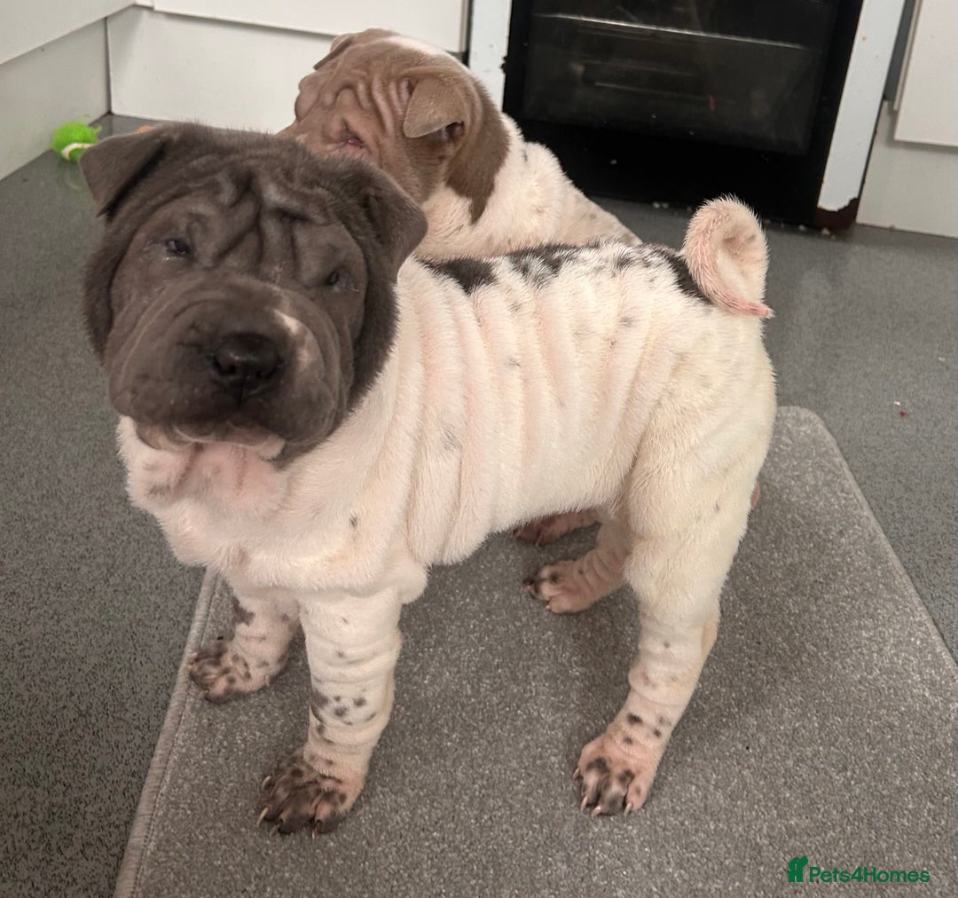 Shar Pei dogs for sale: Kc registered shar pei rare colours - Advert 7
